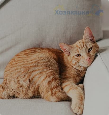 Химчистка Дивана 2 химчистка дивана одесса